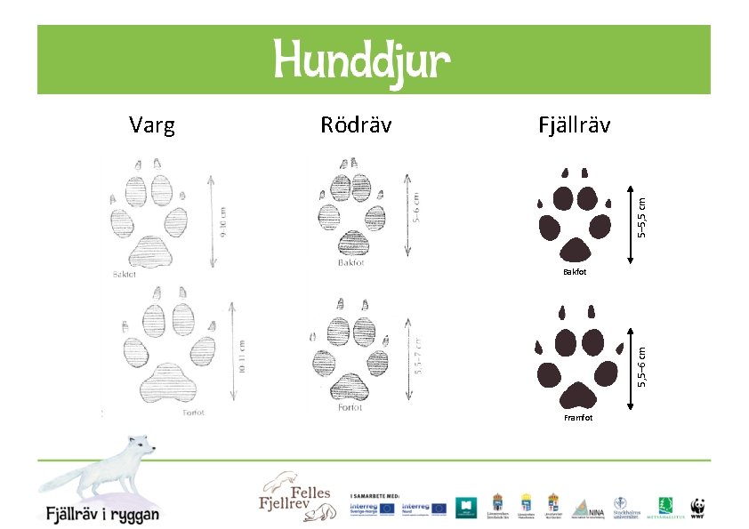 Fjällräv 5– 5, 5 cm Rödräv Bakfot 5, 5– 6 cm Varg Framfot 