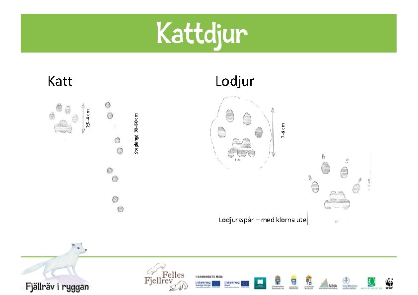 7– 9 cm Steglängd 30– 50 cm Lodjur 2, 5– 4 cm. Katt Lodjursspår