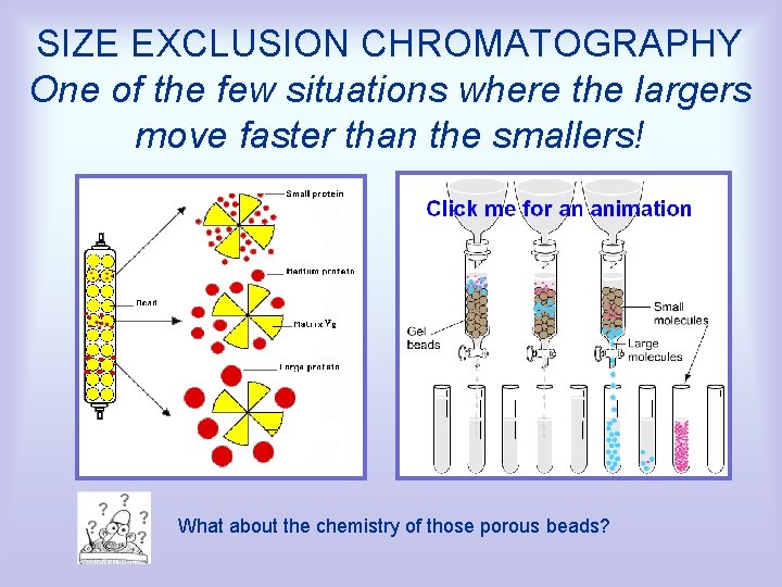 SIZE EXCLUSION CHROMATOGRAPHY One of the few situations where the largers move faster than