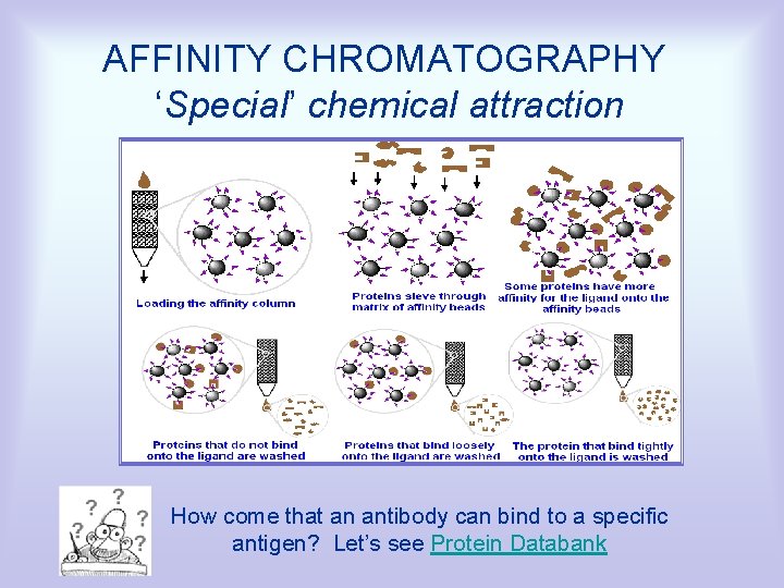 AFFINITY CHROMATOGRAPHY ‘Special’ chemical attraction How come that an antibody can bind to a