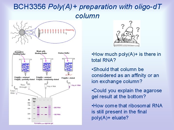 BCH 3356 Poly(A)+ preparation with oligo-d. T column • How much poly(A)+ is there