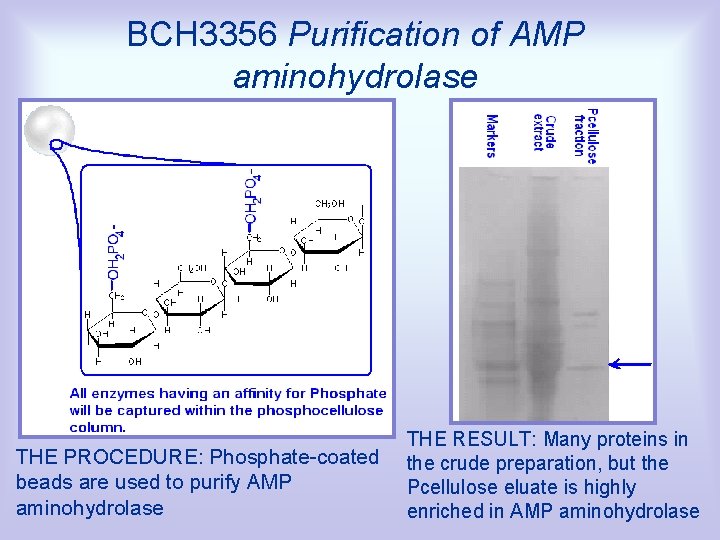 BCH 3356 Purification of AMP aminohydrolase THE PROCEDURE: Phosphate-coated beads are used to purify
