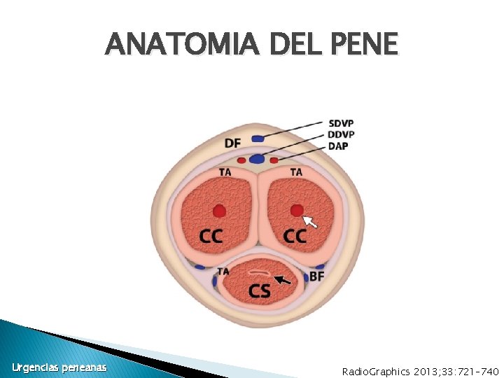 ANATOMIA DEL PENE Urgencias peneanas Radio. Graphics 2013; 33: 721– 740 ANATOMIA DEL PENE Urgencias peneanas Radio. Graphics 2013; 33: 721– 740