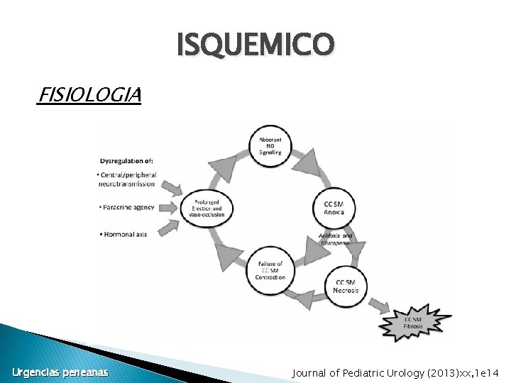 ISQUEMICO FISIOLOGIA Urgencias peneanas Journal of Pediatric Urology (2013)xx, 1 e 14 ISQUEMICO FISIOLOGIA Urgencias peneanas Journal of Pediatric Urology (2013)xx, 1 e 14