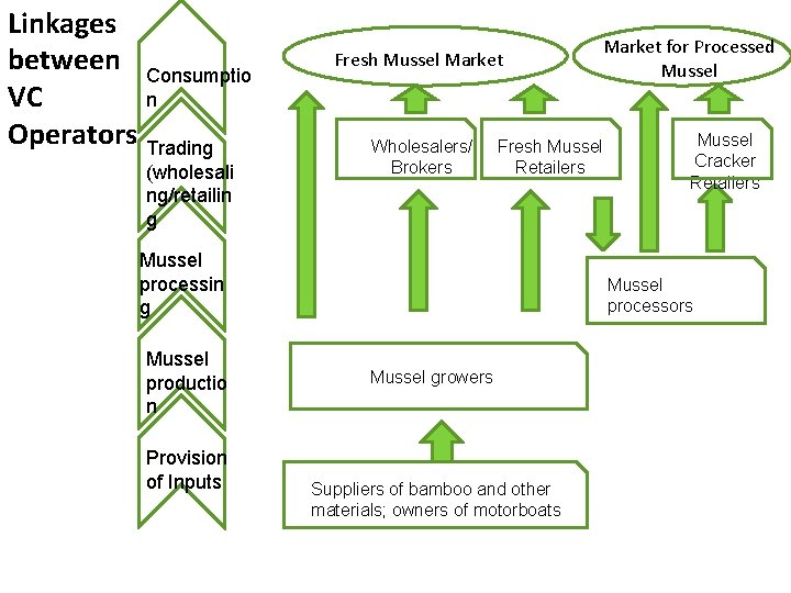 Linkages between VC Operators Consumptio n Trading (wholesali ng/retailin g Fresh Mussel Market Wholesalers/