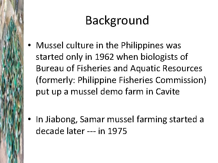 Background • Mussel culture in the Philippines was started only in 1962 when biologists