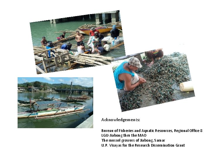 Acknowledgements: Bureau of Fisheries and Aquatic Resources, Regional Office 8 LGU-Jiabong thru the MAO