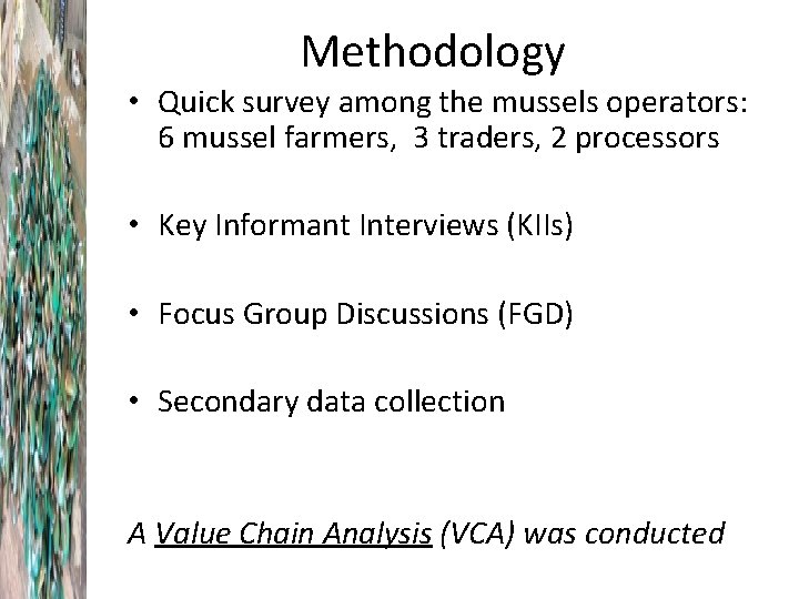 Methodology • Quick survey among the mussels operators: 6 mussel farmers, 3 traders, 2