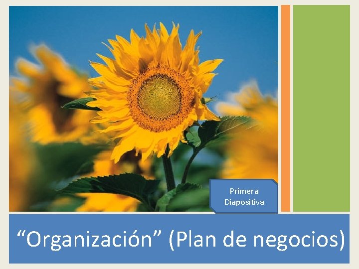 Primera Diapositiva “Organización” (Plan de negocios) 