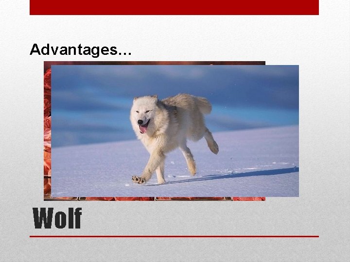 Advantages… Wolf 