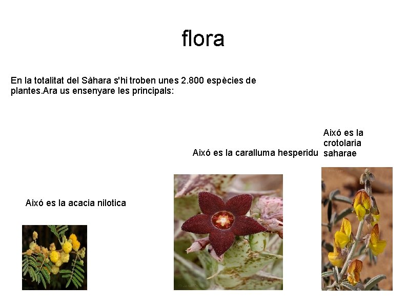 flora En la totalitat del Sàhara s'hi troben unes 2. 800 espècies de plantes.