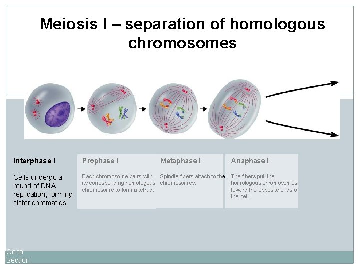 Meiosis I – separation of homologous chromosomes Interphase I Prophase I Cells undergo a