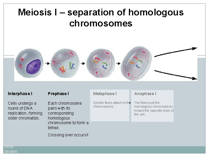 Meiosis I – separation of homologous chromosomes Interphase I Prophase I Metaphase I Anaphase