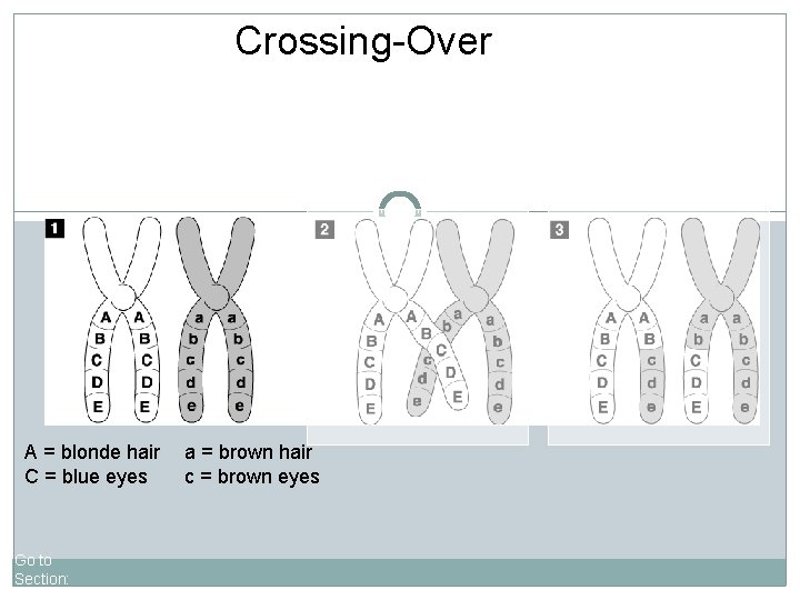 Crossing-Over A = blonde hair C = blue eyes Go to Section: a =