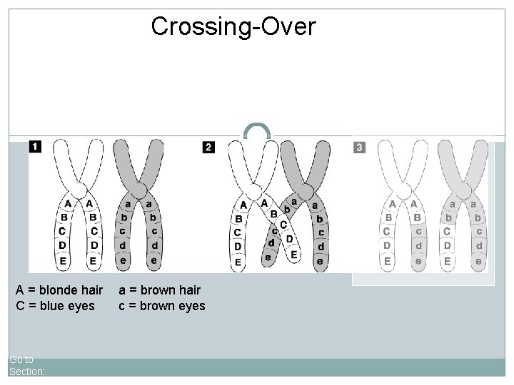 Crossing-Over A = blonde hair C = blue eyes Go to Section: a =