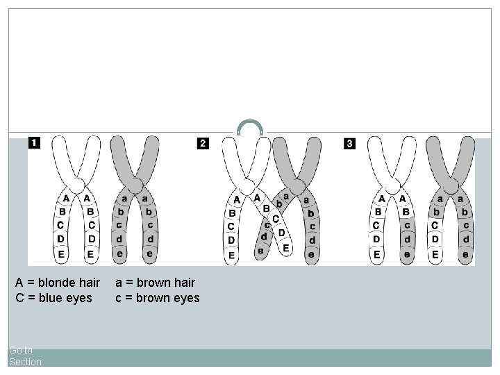 Crossing-Over A = blonde hair C = blue eyes Go to Section: a =