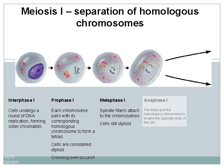Meiosis I – separation of homologous chromosomes Interphase I Prophase I Metaphase I Anaphase