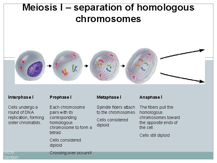 Meiosis I – separation of homologous chromosomes Interphase I Prophase I Metaphase I Cells