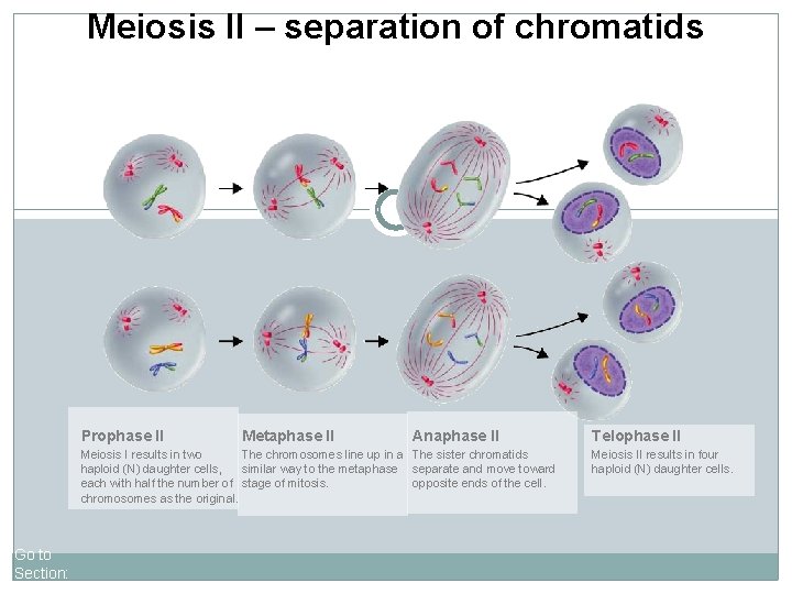 Meiosis II – separation of chromatids Prophase II Metaphase II Anaphase II Meiosis I