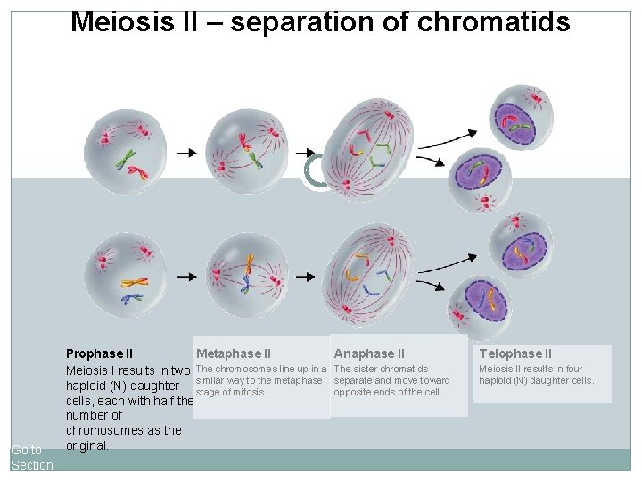 11 -17 Meiosisof II chromatids Meiosis IIFigure – separation Go to Section: Prophase II