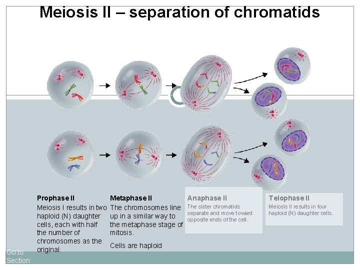 11 -17 Meiosisof II chromatids Meiosis IIFigure – separation Go to Section: Prophase II