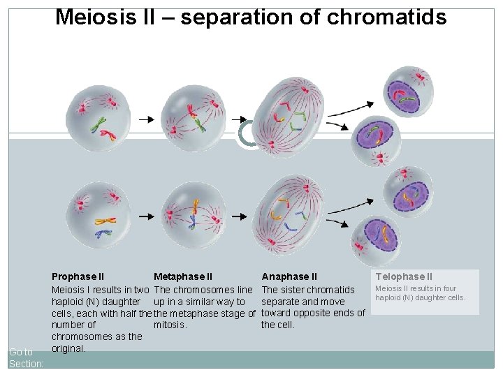 11 -17 Meiosisof II chromatids Meiosis IIFigure – separation Go to Section: Prophase II