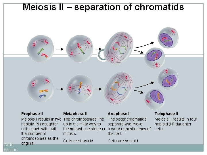 11 -17 Meiosisof II chromatids Meiosis IIFigure – separation Go to Section: Prophase II