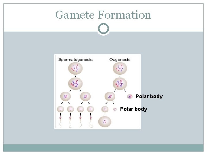 Gamete Formation Polar body 