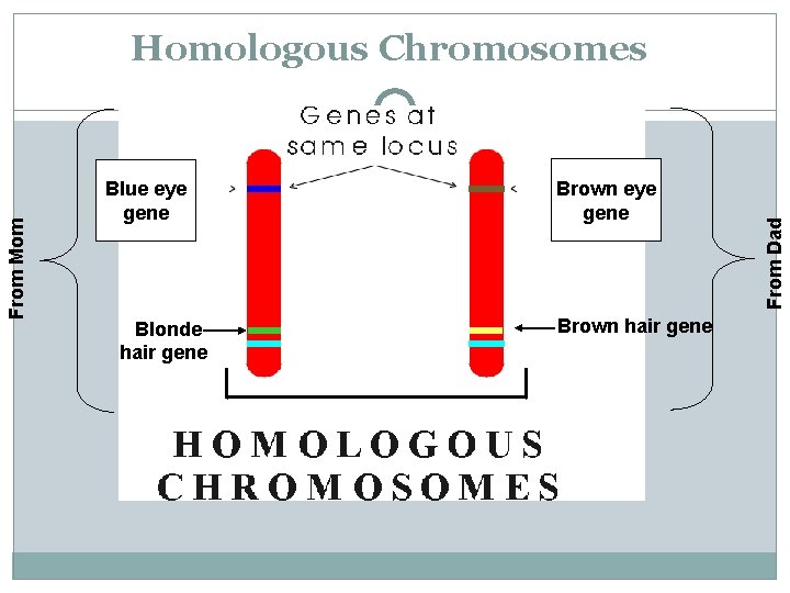 Blue eye gene Blonde hair gene Brown eye gene Brown hair gene From Dad