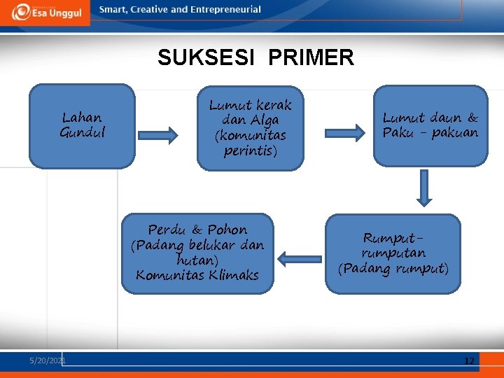 SUKSESI PRIMER Lahan Gundul Lumut kerak dan Alga (komunitas perintis) Perdu & Pohon (Padang SUKSESI PRIMER Lahan Gundul Lumut kerak dan Alga (komunitas perintis) Perdu & Pohon (Padang