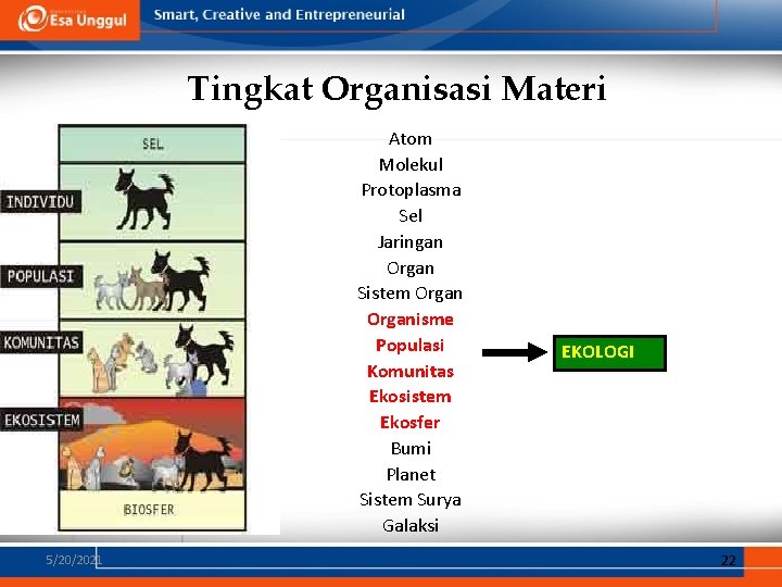 Tingkat Organisasi Materi Atom Molekul Protoplasma Sel Jaringan Organ Sistem Organisme Populasi Komunitas Ekosistem Tingkat Organisasi Materi Atom Molekul Protoplasma Sel Jaringan Organ Sistem Organisme Populasi Komunitas Ekosistem