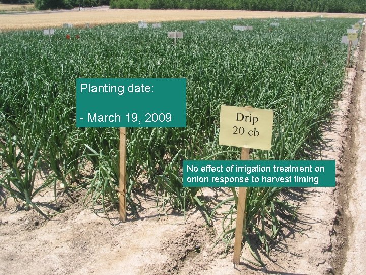 Planting date: - March 19, 2009 No effect of irrigation treatment on onion response