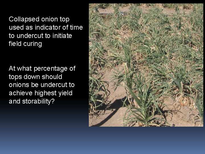 Collapsed onion top used as indicator of time to undercut to initiate field curing