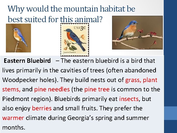 Why would the mountain habitat be best suited for this animal? Eastern Bluebird –