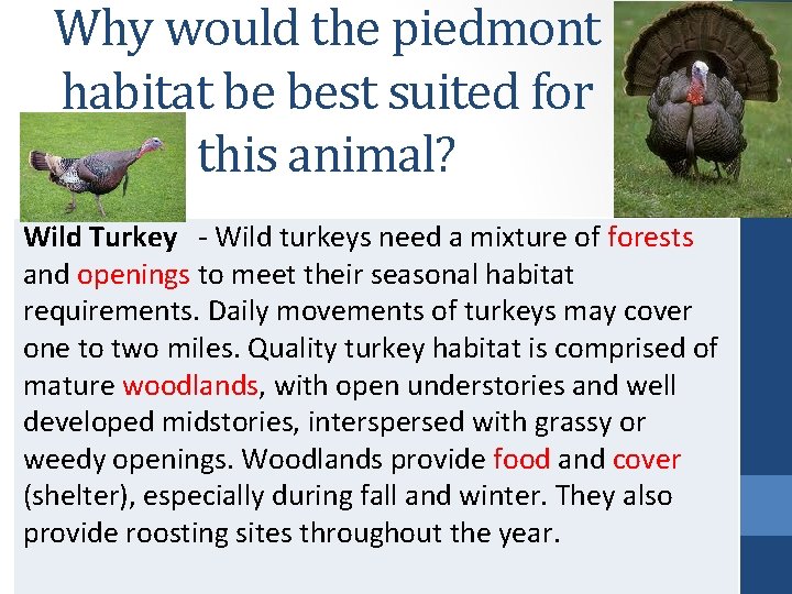 Why would the piedmont habitat be best suited for this animal? Wild Turkey -