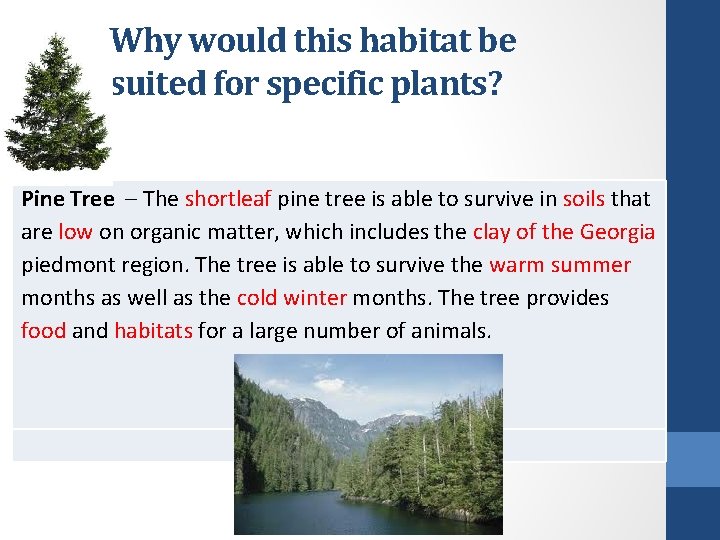 Why would this habitat be suited for specific plants? Pine Tree – The shortleaf