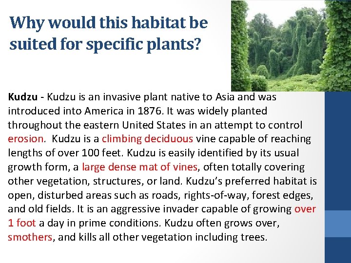 Why would this habitat be suited for specific plants? Kudzu - Kudzu is an