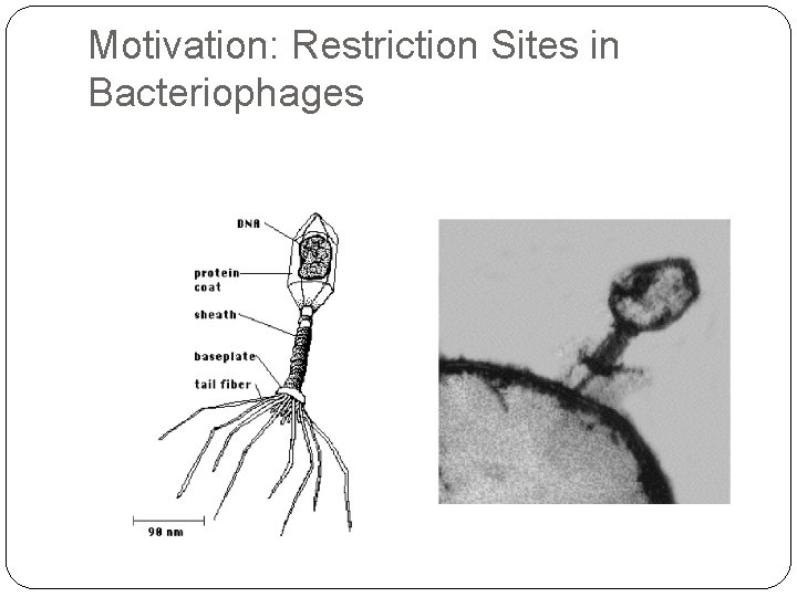 Motivation: Restriction Sites in Bacteriophages 