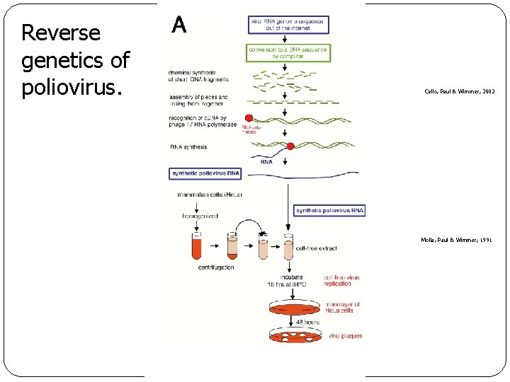 Reverse genetics of poliovirus. Cello, Paul & Wimmer, 2002 Molla, Paul & Wimmer, 1991