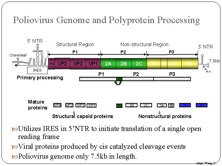 Poliovirus Genome and Polyprotein Processing 5’ NTR Structural Region Non-structural Region P 1 Cloverleaf