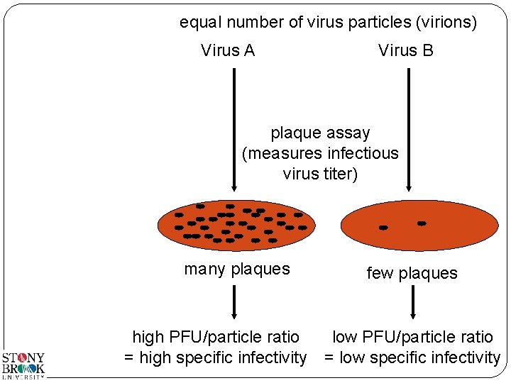 equal number of virus particles (virions) Virus A Virus B plaque assay (measures infectious