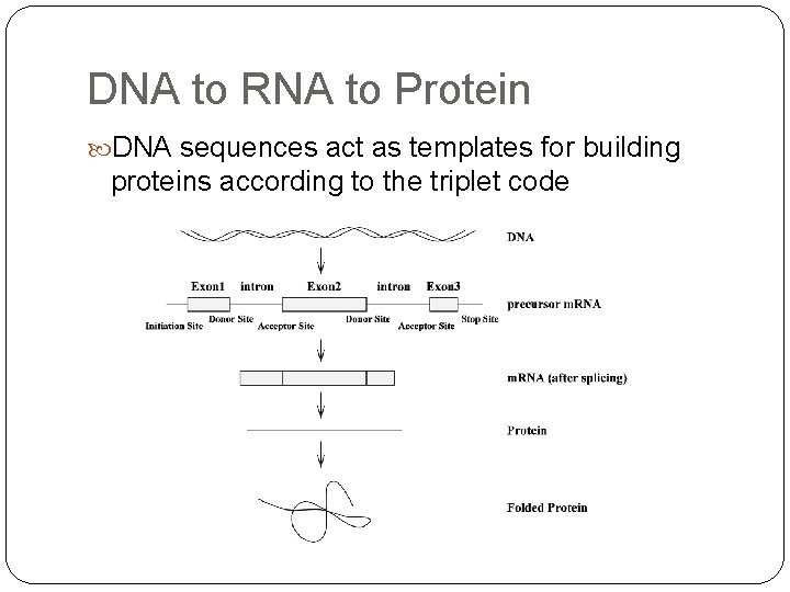 DNA to RNA to Protein DNA sequences act as templates for building proteins according