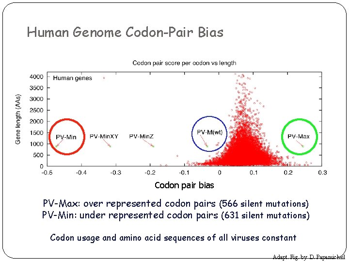 Human Genome Codon-Pair Bias Codon pair bias PV-Max: over represented codon pairs (566 silent