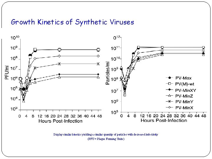 Growth Kinetics of Synthetic Viruses Display similar kinetics yielding a similar quantity of particles