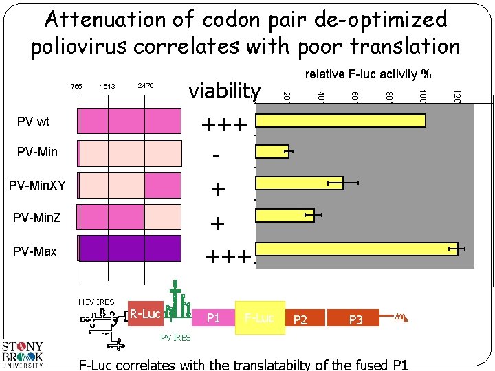 Attenuation of codon pair de-optimized poliovirus correlates with poor translation 80 PV-Min. XY 60