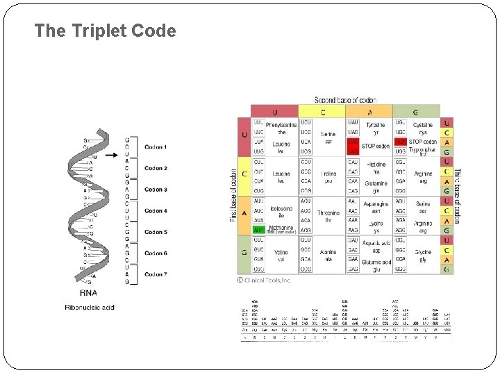 The Triplet Code 