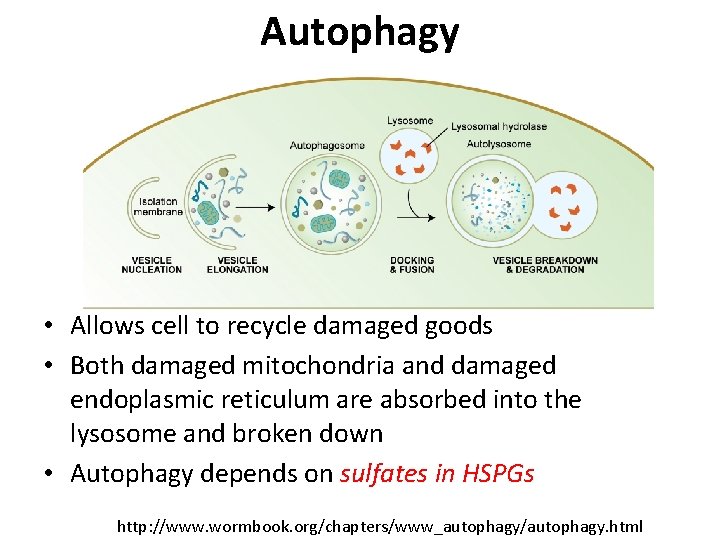 Autophagy • Allows cell to recycle damaged goods • Both damaged mitochondria and damaged