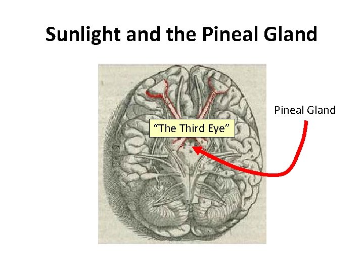 Sunlight and the Pineal Gland “The Third Eye” 