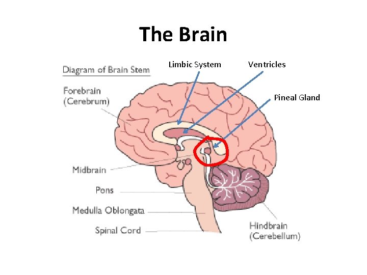 The Brain Limbic System Ventricles Pineal Gland 