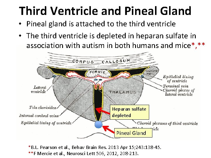 Third Ventricle and Pineal Gland • Pineal gland is attached to the third ventricle